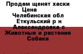 Продам щенят хаски › Цена ­ 8 000 - Челябинская обл., Еткульский р-н, Александровка с. Животные и растения » Собаки   